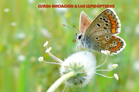 El Jardín Botánico de la UMA ubica en sus instalaciones un oasis de mariposas