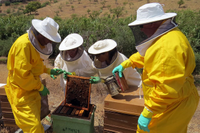 Recomiendan el consumo de propolis como agente antitumoral frente al cáncer de colon