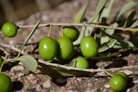 Recogida de aceitunas en el Campus