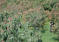 Publican la secuencia del genoma de la bacteria que causa la necrosis del mango