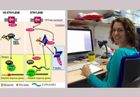 Un estudio descubre un mecanismo molecular clave que regula la traducción de proteínas en plantas