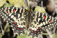 Investigación biodiversidad