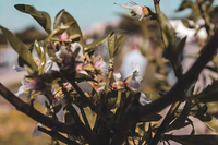 Plantación de Almendros en memoria del accidente nuclear de Fukushima