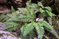 Ejemplo de Polystchum aculeatumm en la Sierra de las Nieves