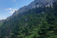 Pinsapar como paisaje. Foto de Ismael Fernández Luque