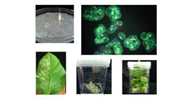 Virus RNA y DNA plantas